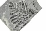Carboniferous Fossil Fern (Pecopteris) - France #378079-1